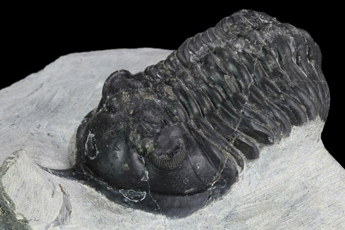 Bargain, Morocconites Trilobite Fossil - Morocco #127473